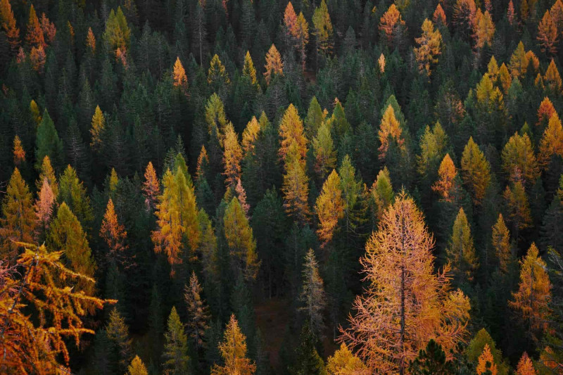 A forest of autumn trees, seen from above