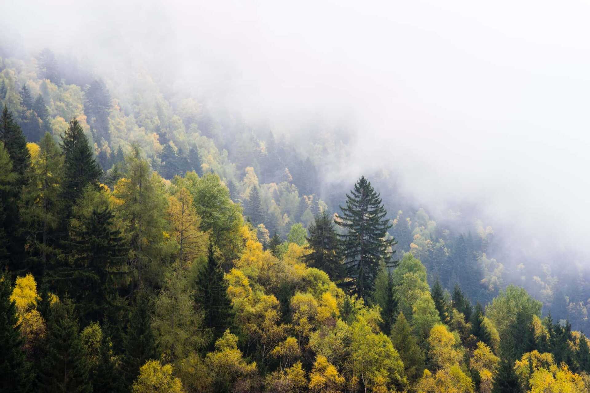 a hillside of trees in the mist