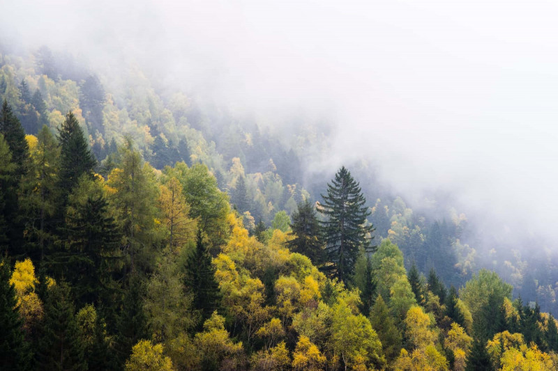 trees on a misty mountainside
