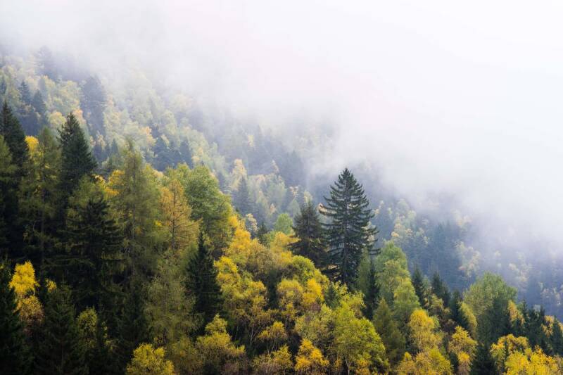 Trees on the side of a hill. The upper right half of the frame is filled with mist and cloud.