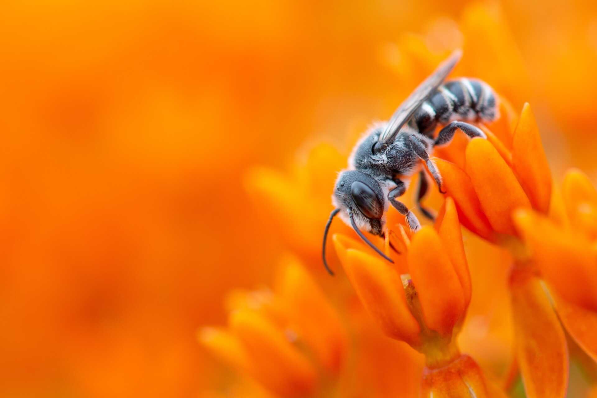 A closeup of a bee collecting nectar from an orange flower