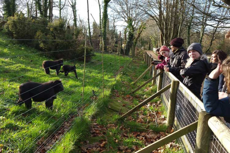 Students looking over fencing at group of gorillas in a wildlife park