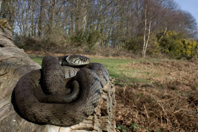 Grass snake coiled on log in heathland