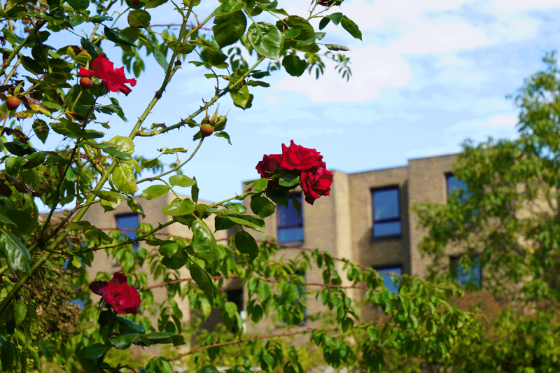 Roses and a building in the background