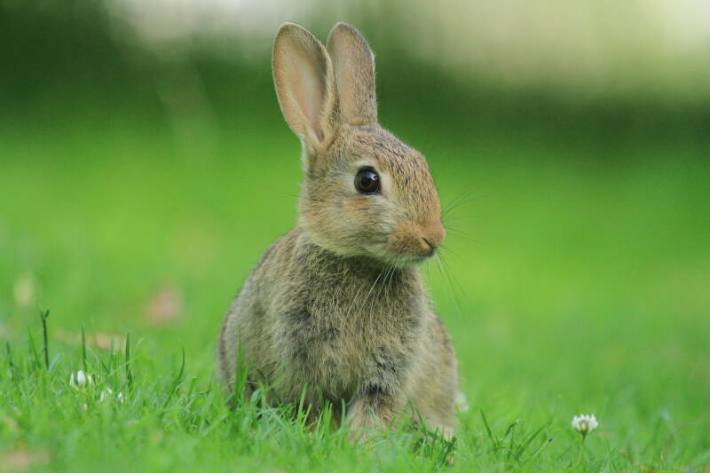 A wild rabbit in the grass