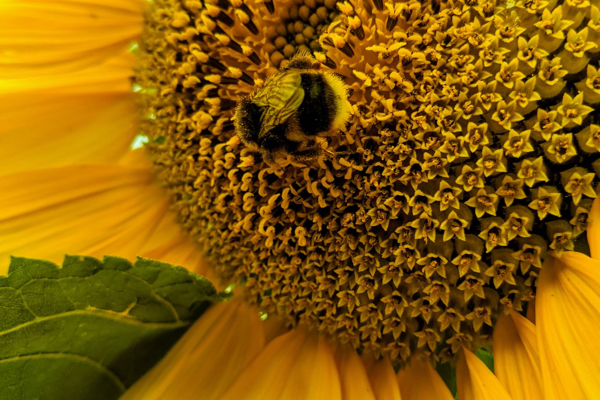 A bumblebee on a sunflower