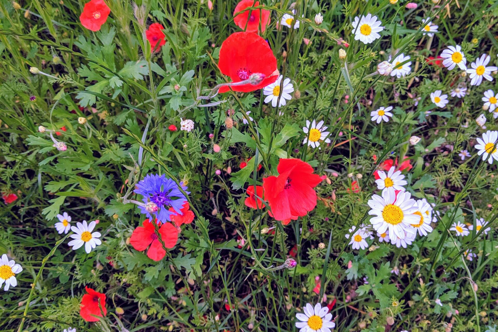 A meadow of flowers including Dasies, Cornflowers and Poppies