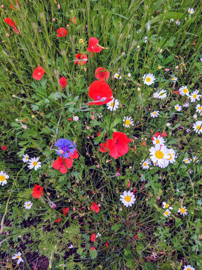 Wildflowers