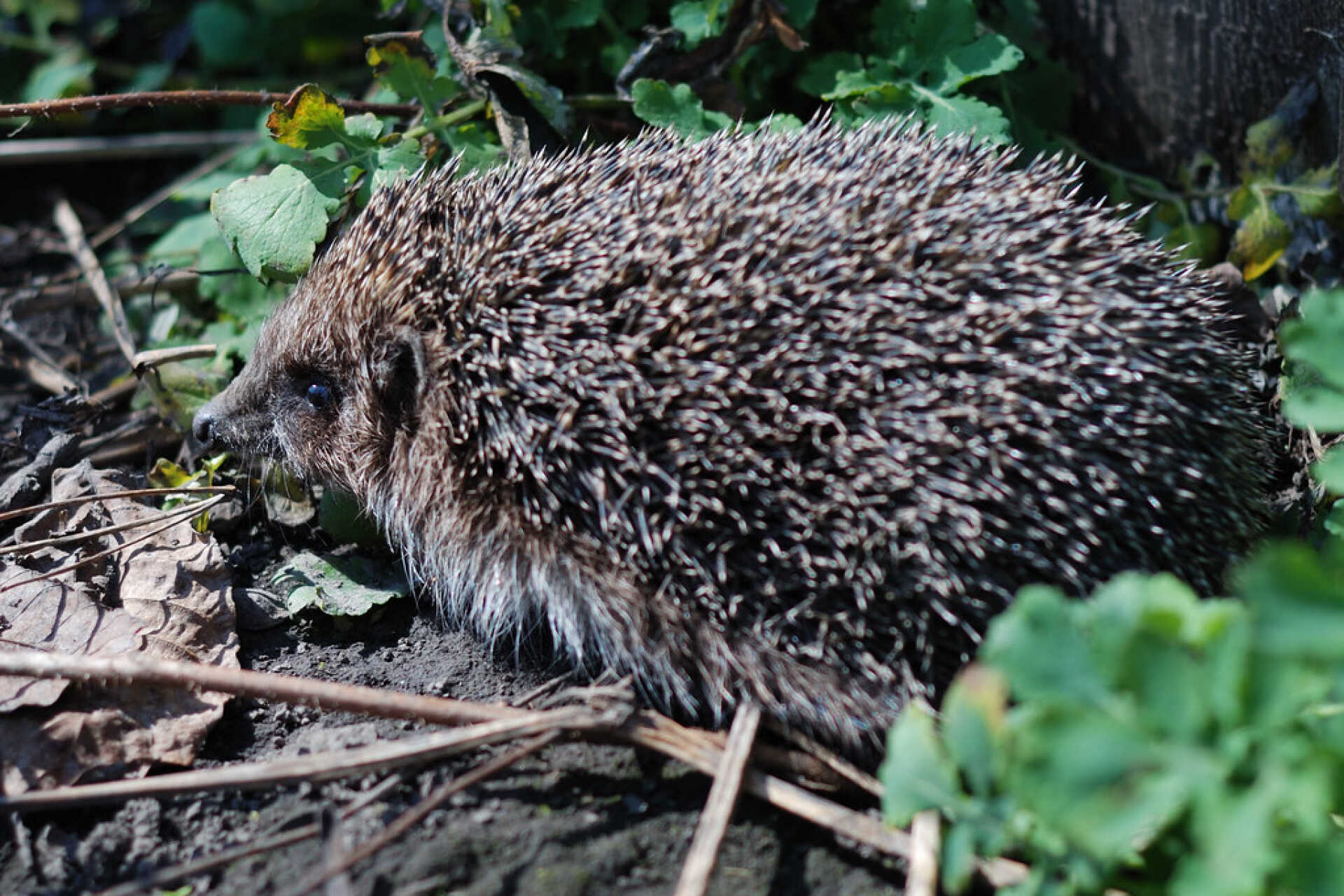 A hedgehog in the undergrowth