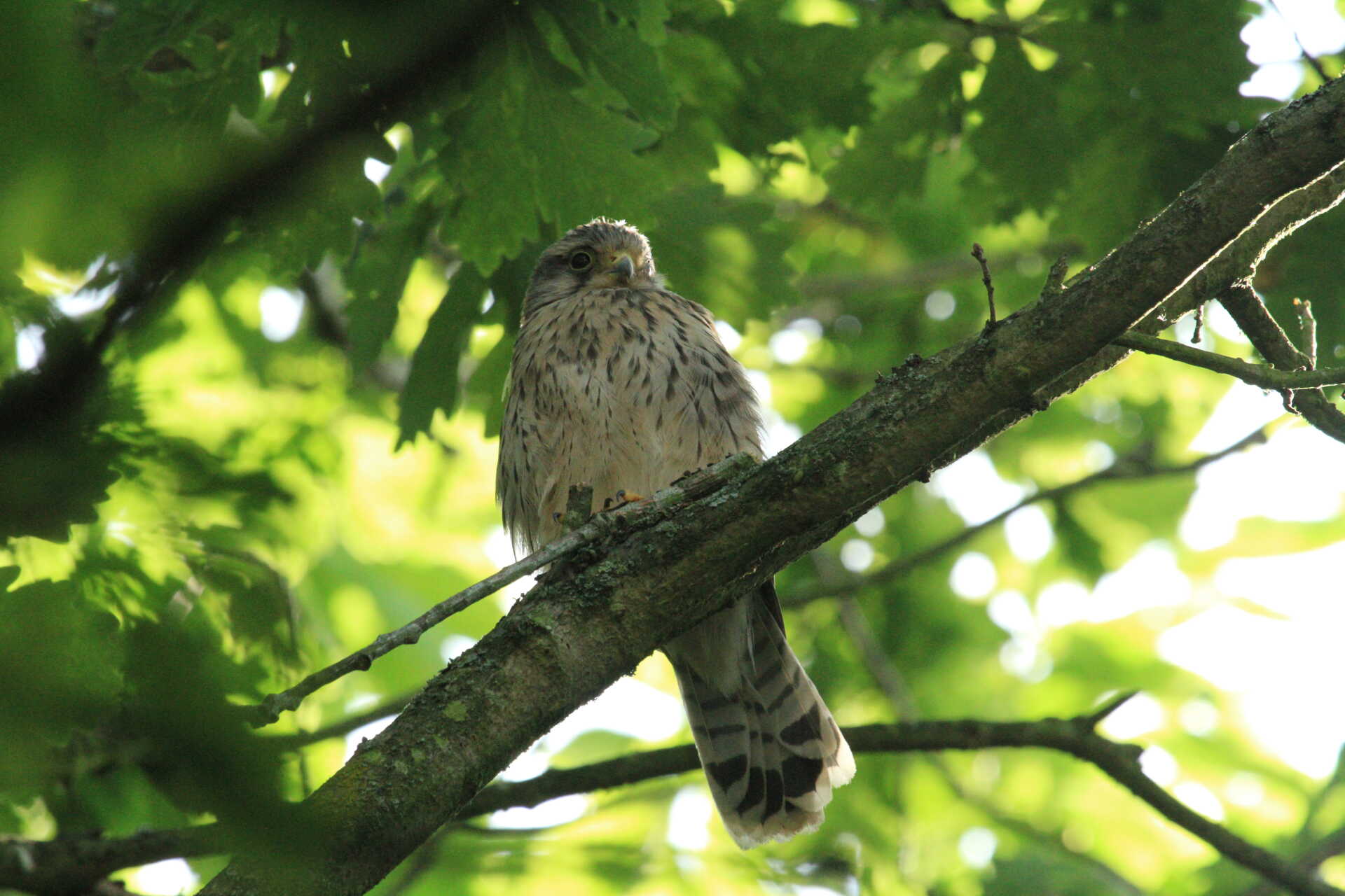 A fledgling Kestral in a tree