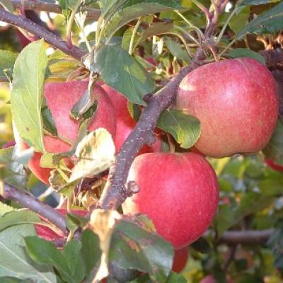 apple tree