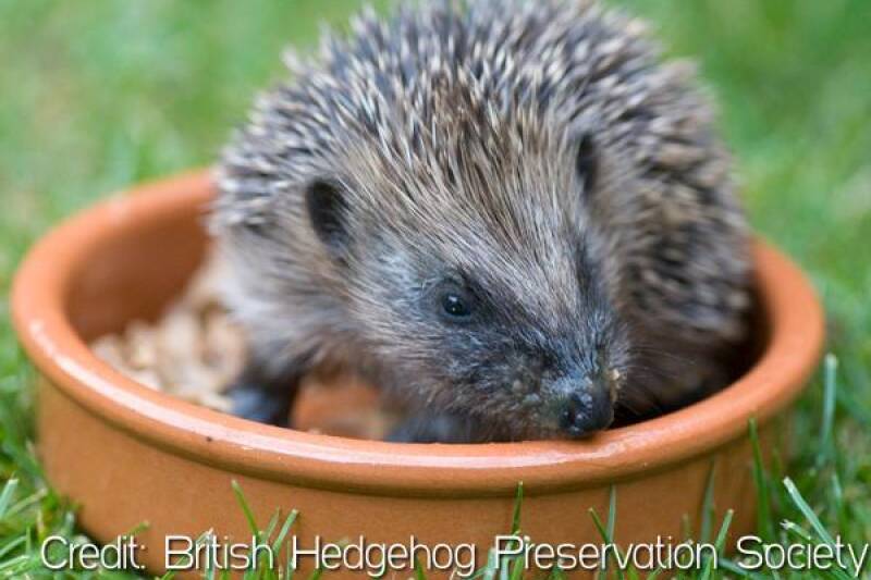 A hedgehog in a feeding dish