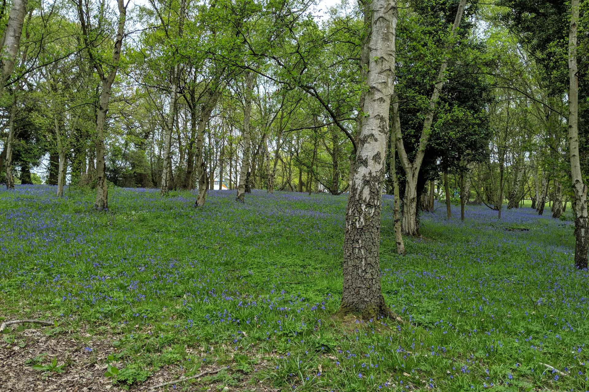 Bluebell in a silver birch woodland