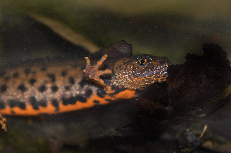 A Great Crested Newt with an orange belly with black spots