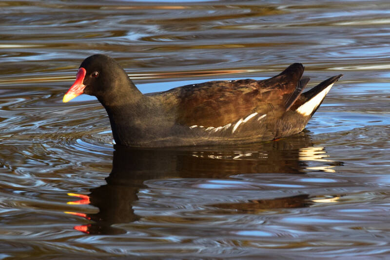 A moorhen swimming on a pond