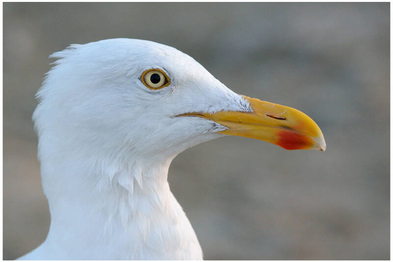 A close up of a Herring Gull's face