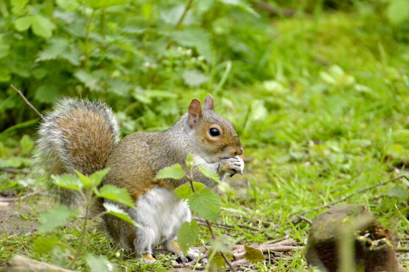 Grey squirrel eating amongst the grass and leaves
