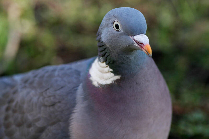A close up of a wood pigeon