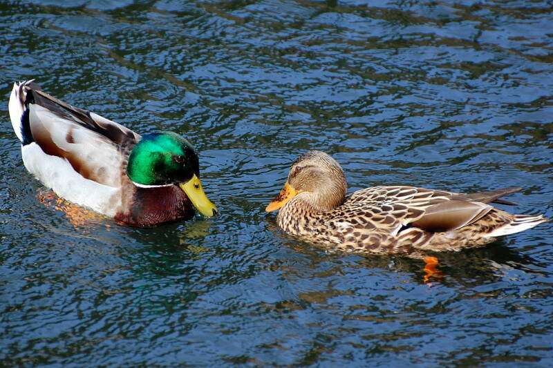 A male and female mallard on the water