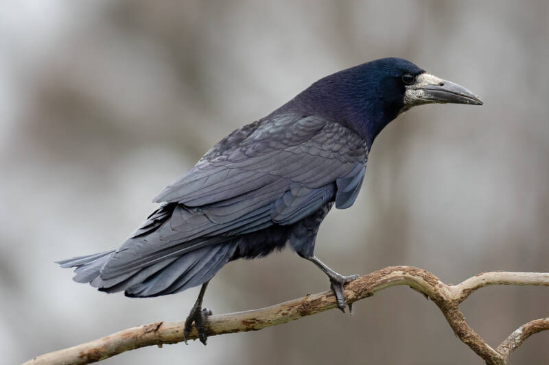 A rook perched on a branch