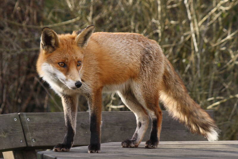 A fox stands on an outdoor table