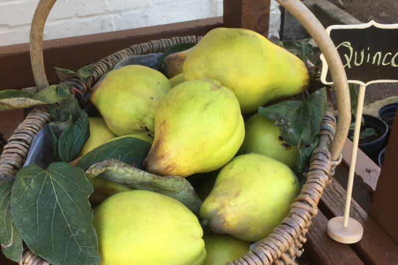A basket of pears