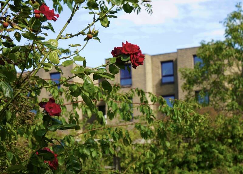 Rose garden outside Darwin College
