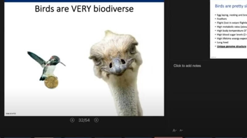 Screenshot of a hummingbird and an ostrich