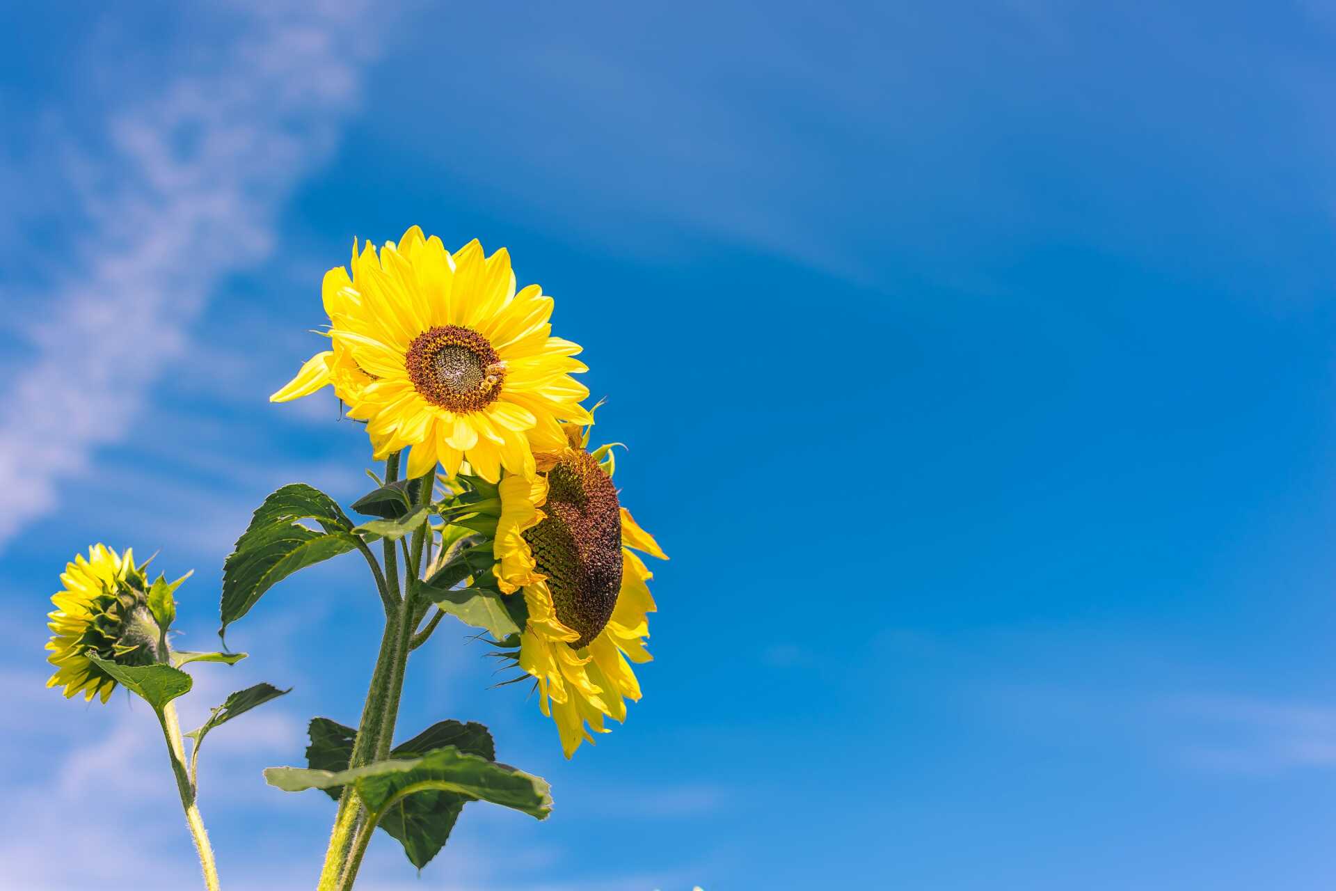 Sunflowers in a bright summer sky