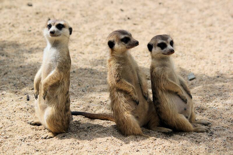 Three meerkats in sand