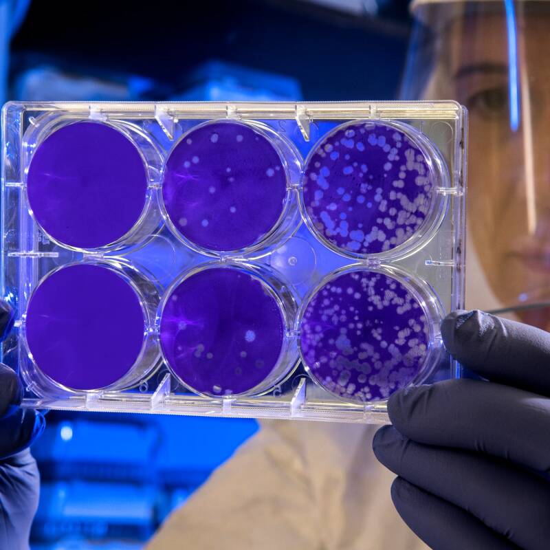 A student studying purple disks in the lab
