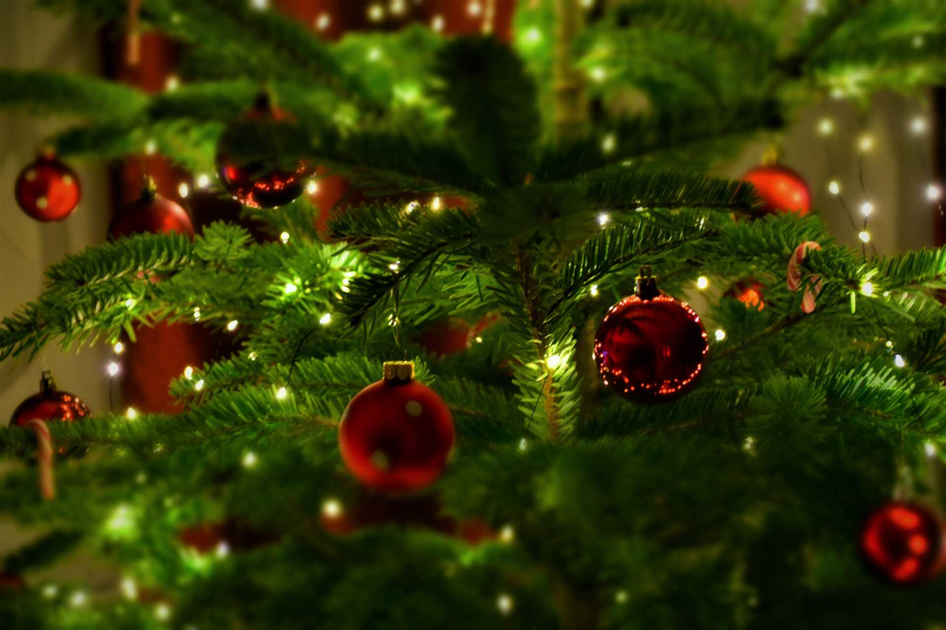 Close-up of fairy lights in a Christmas tree