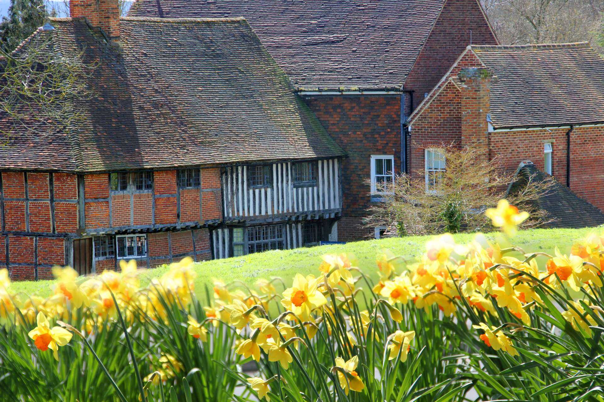 Yellow Daffodils in the foreground, grass, and a farmhouse in the background.