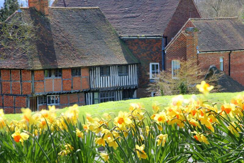 Yellow Daffodils and a farmhouse in the background.