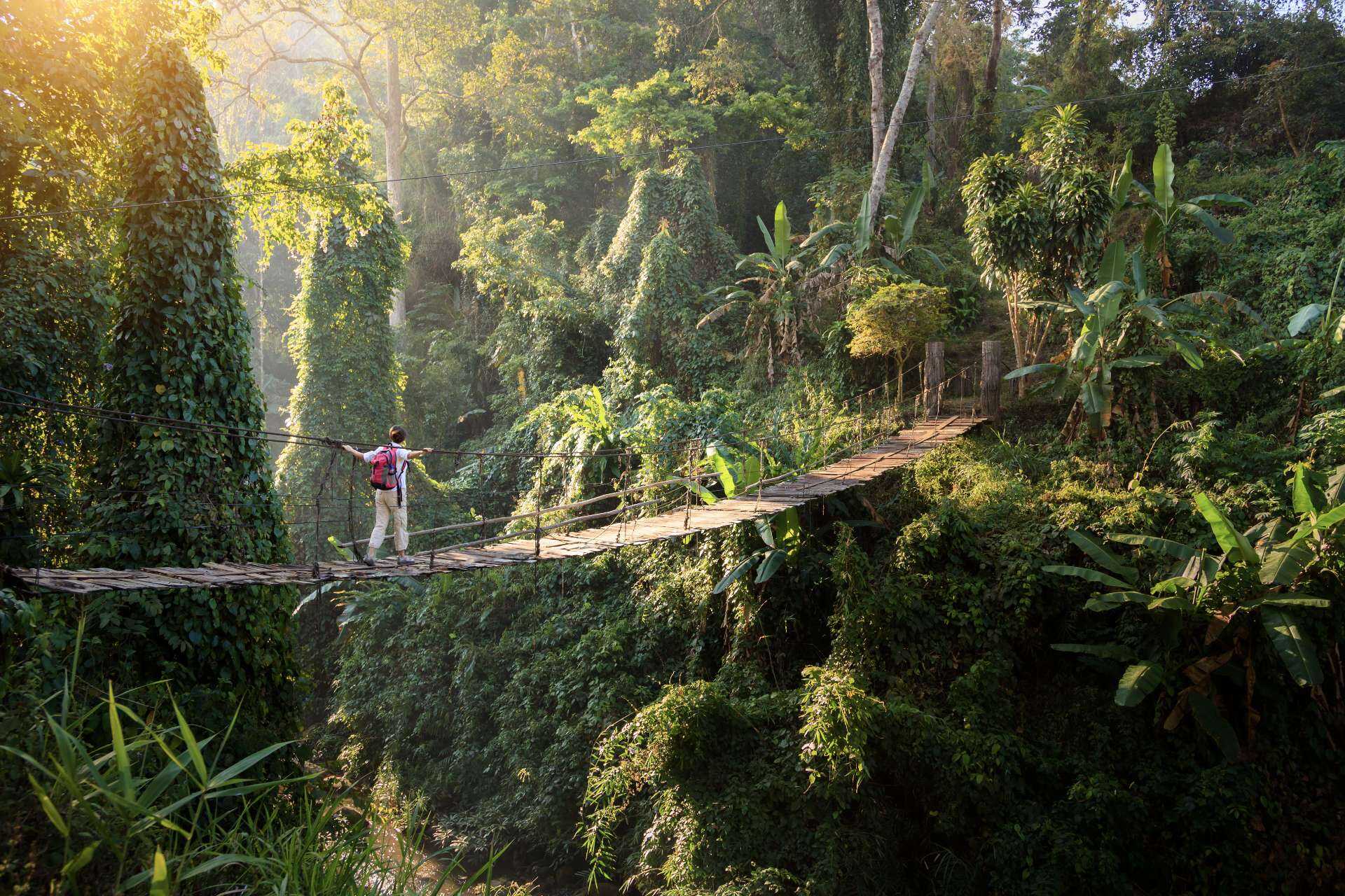 Backpacker on suspension bridge in rainforest