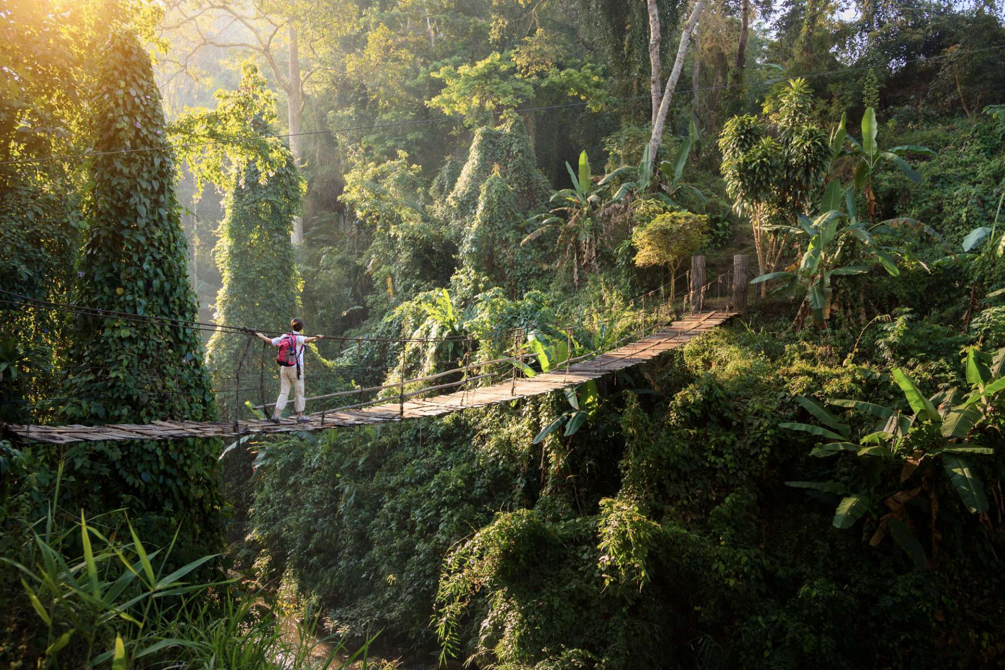 A backpacker crossing a rope bridge into the rainforest.