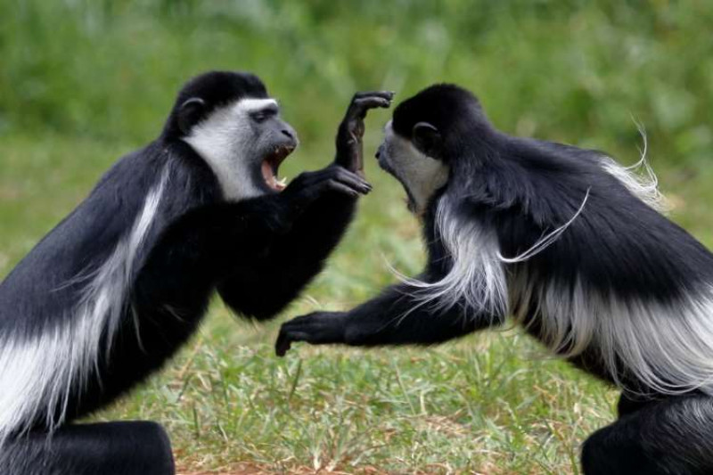 Two colobus monkeys fighting