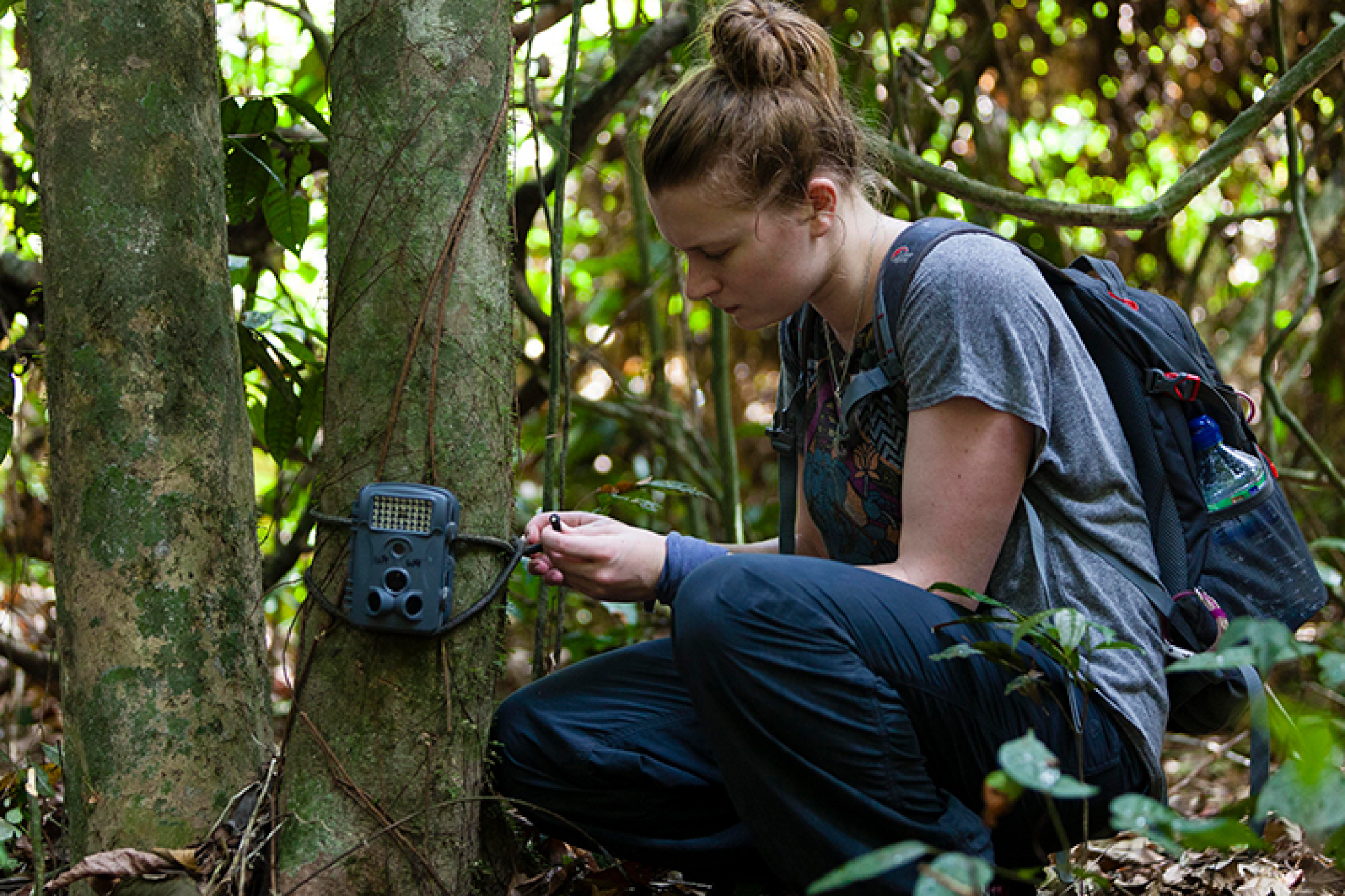 Student fixing camera to a tree to record wildlife in the Borneo rainforest