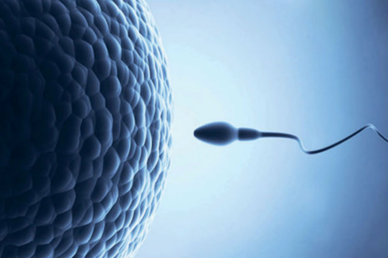 a sperm swiming towards an egg