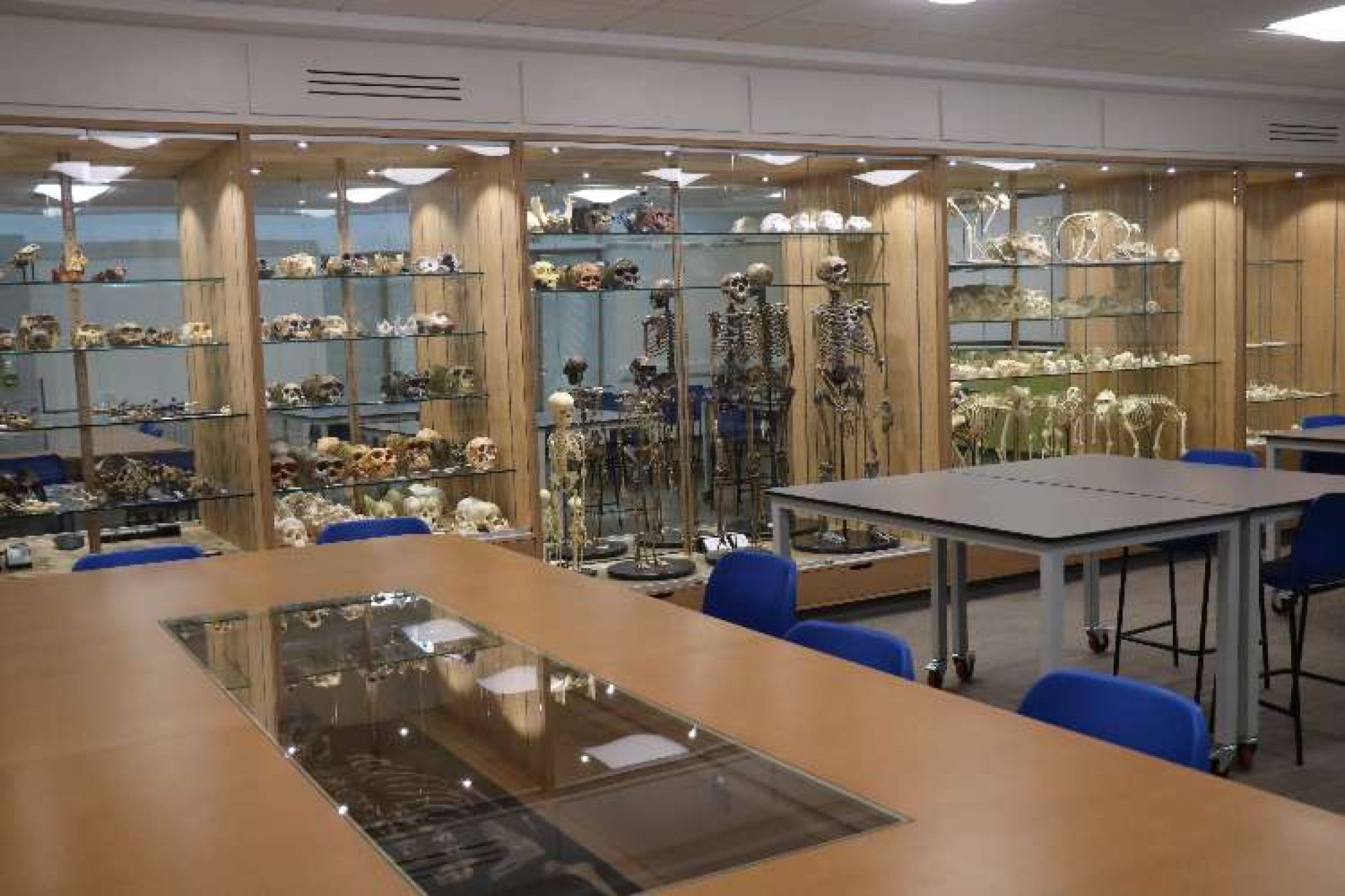 Display cases containing fossil casts of primate and hominim skeletons
