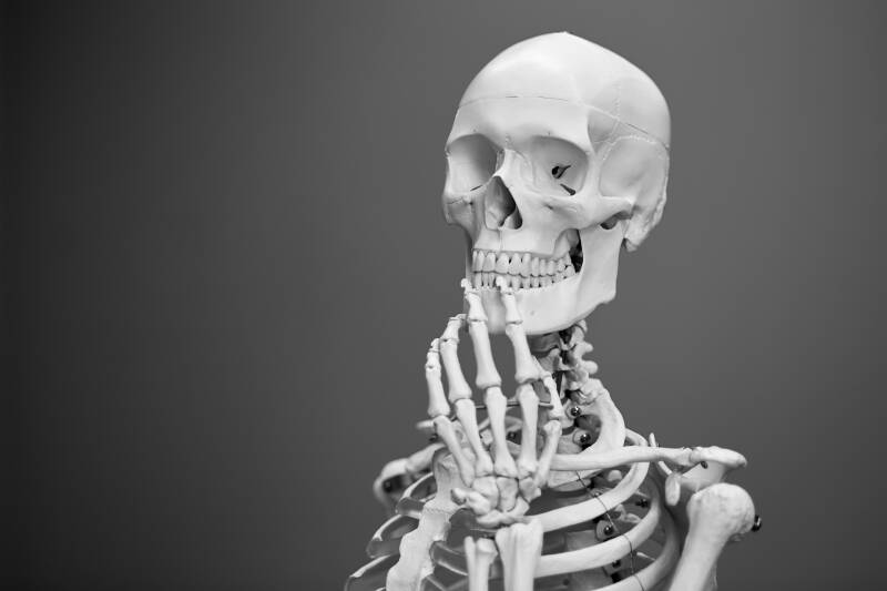 A skeleton