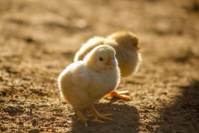 Some baby chicks