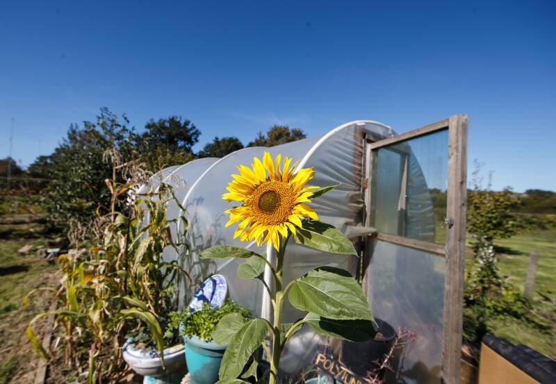 A sunflower in the garden