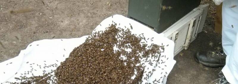 Bees moving into a new hive