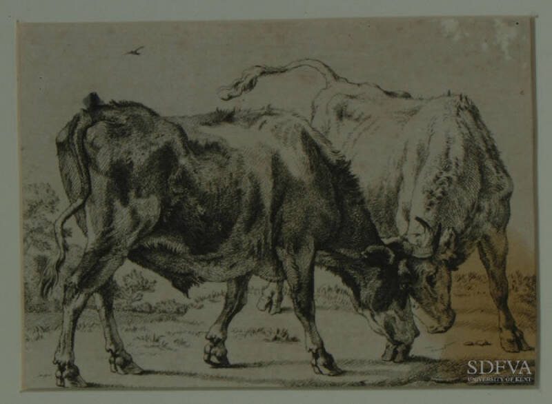 Two Oxen Fighting