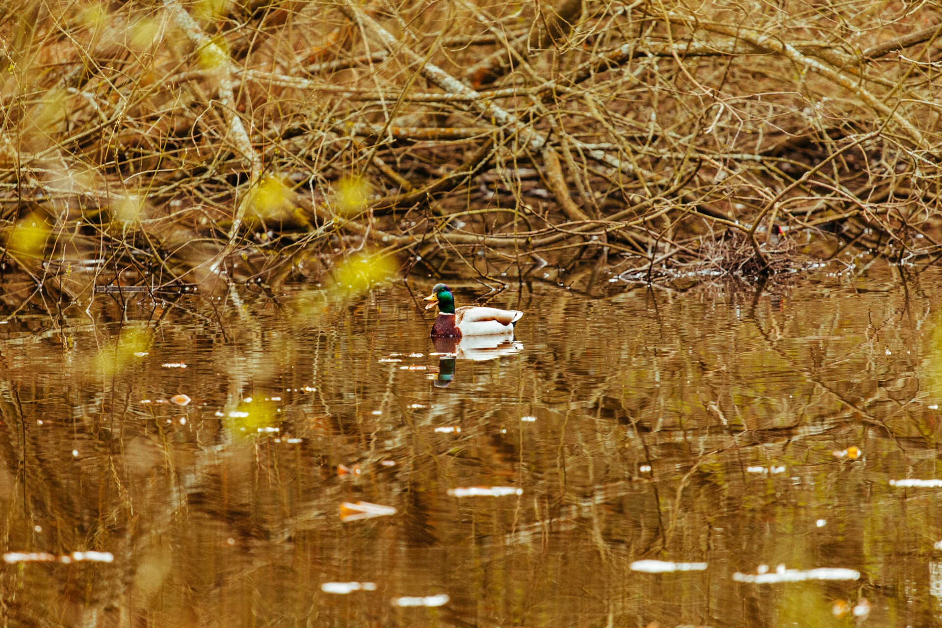 A duck swimming in a pond with trees in the background.