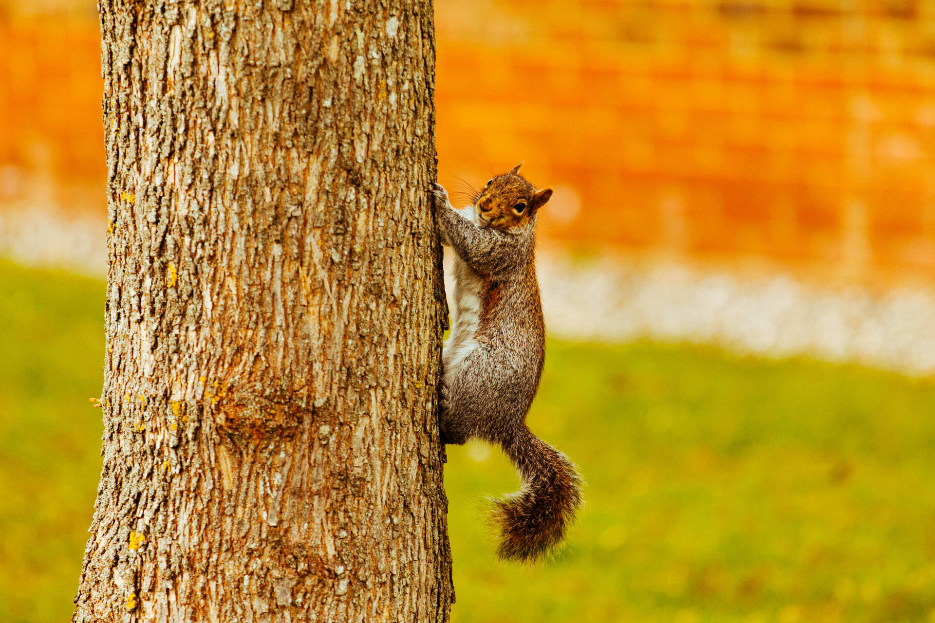 A Squirrel climbing a tree.