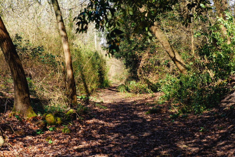 Woodland area with a dirt path.