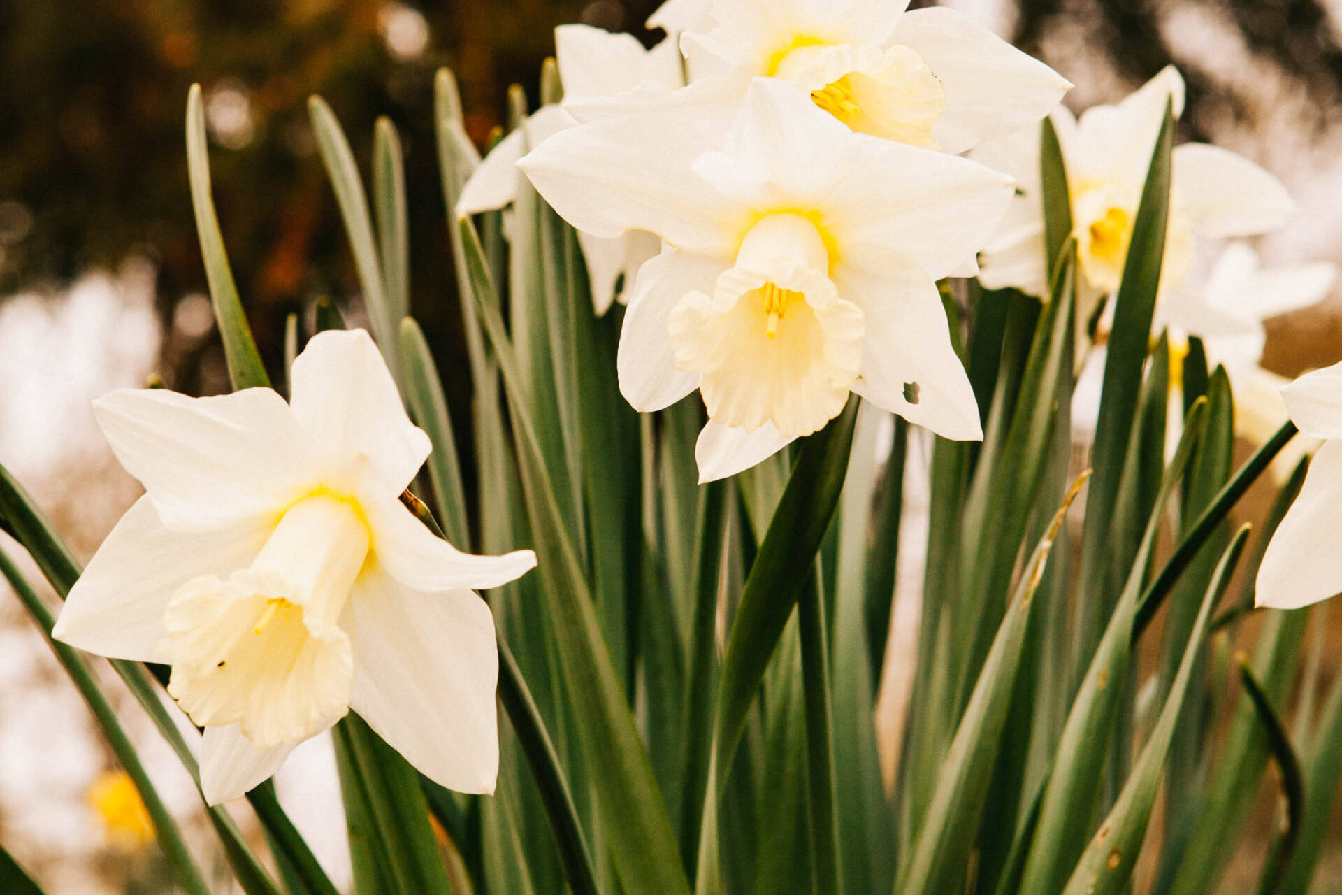 White Daffodils.