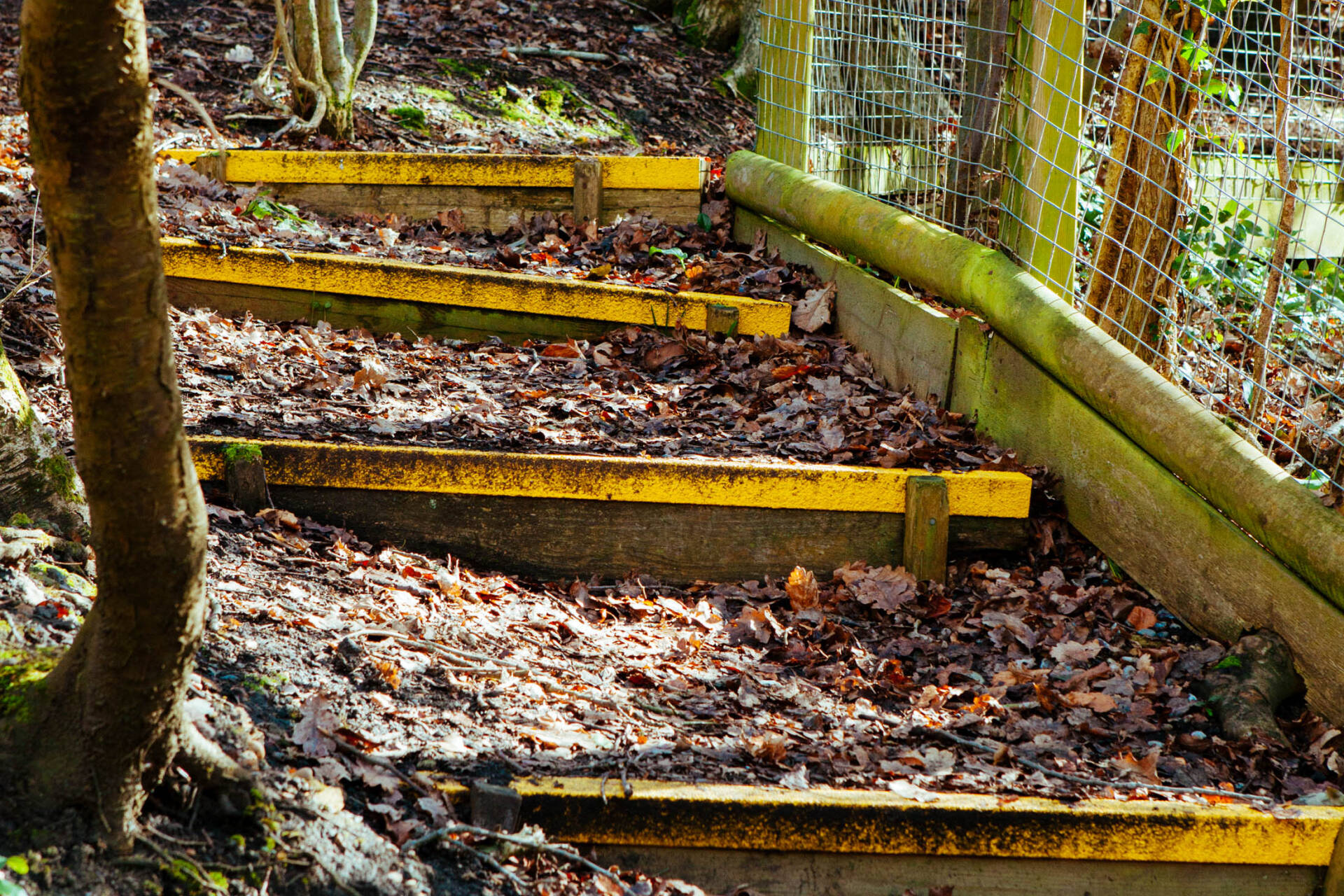 Steps in a woodland area, a fence, and trees.